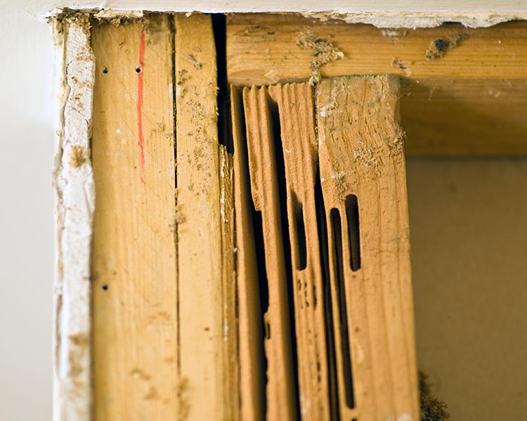 Image of house damage from carpenter ants moving in.